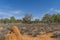 the foreground is a huge termite heap in the Australian desert