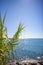 the foreground is an oriental plant and in the background is the blue sea in beautiful weather