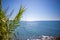 The foreground is an oriental plant and in the background is the blue sea in beautiful weather