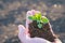 In the foreground is a palm in which the soil and plant for planting, the background is a plowed field out of focus