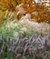 In foreground, Pennisetum Alopecuroides or Chinese Fountain Grass, photographed at the RHS Wisley garden near Woking in Surrey UK.
