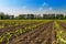 Foreground of rows of small corn plants from organic farming in Italy with blu