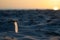 In The Foreground Sand On The Beach And Bird Feather, Against The Background Out Of Focus Sunrise In Jurmala, Latvia. Small Depth