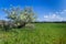 On foreground a savage pear tree in a field in full spring bloom