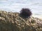 Foreground of a small sea urchin on a rock by the sea. Greece.