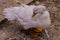 Foreground of a white plumage duck