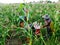 Foreign workers Burmese  Myanmar or Burma  Hire to harvest Sweet corn