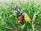 Foreign workers Burmese  Myanmar or Burma  Hire to harvest Sweet corn