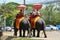 Foreigner traveller riding Thai Elephants tour in Ayutthaya Thailand.