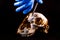 Forensic examinations with scientific tools on sheep skull