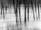 Forest abstract background