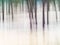 Forest - abstract impressionist blurry background