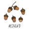 Forest Acorns, Oak Seeds. Autumn or Fall Harvest Collection. Realistic Hand Drawn High Quality Vector Illustration. Doodle Style.