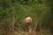 Forest African lion in the nature habitat, green trees, Okavango delta, Botswana in Africa