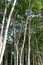 Forest of Albizia chinensis trees