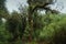 The forest of the Alerce Andino National Park, Chile