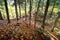 Forest in Algonquin Park, Canada