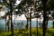 Forest along the cliff at Sai Thong National Park View Point, Chaiyaphum Province