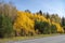 Forest along the road, painted in green and gold autumn colors