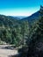 Forest along Trail above Helen Hunt Falls in Colorado