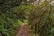 Forest in Anaga rural park, Tenerife