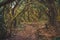 Forest in Anaga rural park, Tenerife