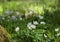 Forest anemones, Anemone nemorosa, blooming