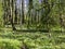 Forest anemones blooming on a woodland