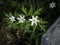 Forest anemones in a row