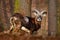 Forest animal in the habitat. Mouflon, Ovis orientalis, forest horned animal in the nature habitat, portrait of mammal with big ho