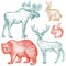 Forest animals bear, deer, elk, squirrel and hare illustration