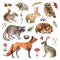 Forest animals hand drawn set. Realistic wildlife animals and natural elements collection. Raccoon, bunny, rabbit, brown