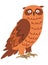 Forest animals, portrait of owl nocturnal bird