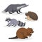 Forest animals set. Badger, hedgehog, raccoon, and beaver. Happy smiling and cheerful characters. Vector zoo illustrations