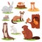 Forest animals vector cartoon animalistic characters squirrel in hollow and wild beaver or bunny hare in woodland