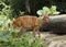 Forest antelope Nyala