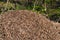 Forest anthill view. Anthill with colony of ants in forest wilderness scene. Nature Wildlife, close-up