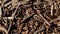 Forest ants in anthill, background, macro. Copy space for text