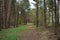 The forest area. Pine forest. Coniferous trees. Green grass. The sky through the branches of trees. Shrubs