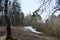 Forest area. A road in a coniferous forest. Moss. Tall slender pine trees. Sky branches