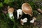 Forest autumn edible Penny bun fungus. Wild penny bun, cep, porcino or porcini