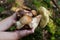 Forest autumn edible Penny bun fungus. Wild penny bun, cep, porcino or porcini