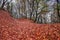 Forest autumn with fallen withered leaves orange on the ground