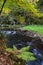 Forest autumn landscape with water stream, ferns and trees