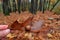 Forest in autumn, leaves fell, yellow leaves, oak forest, acorn in hand