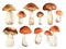 Forest autumn mushroom. Watercolor illustration isolated