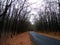 Forest autumn the road and around the bend