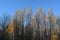 Forest in autumn. Tall trees with golden leaves on the treetops on the background of blue sky