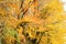 Forest in autumn, trees with colorful yellow, brown, red & green leaves, on mountain Kozara, in national park