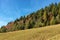 Forest in Autumn - Trentino Alto Adige Italy